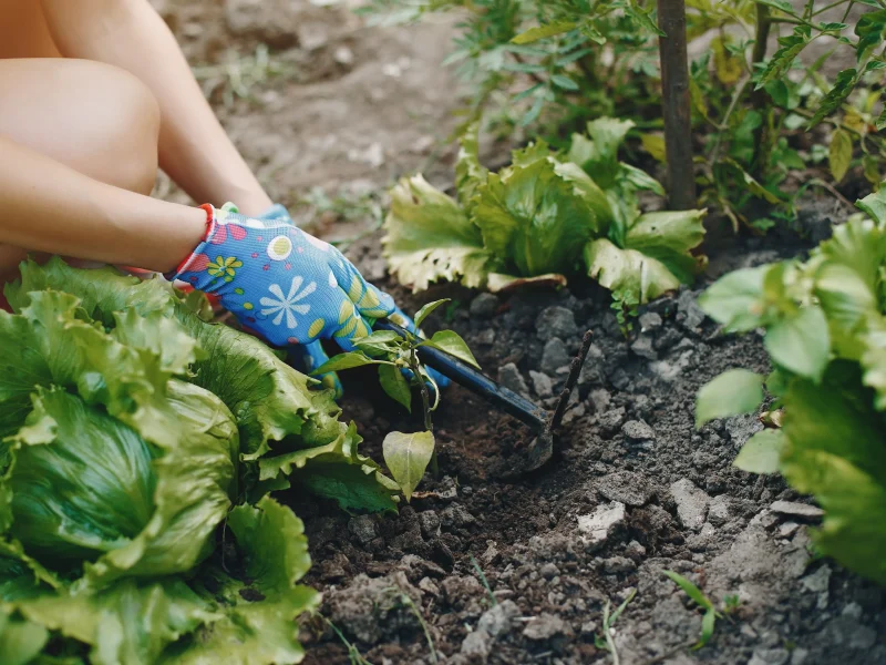 beautiful woman works garden